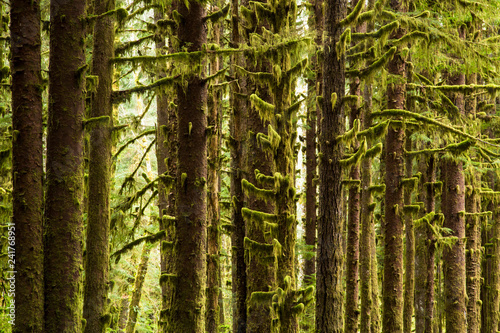 Hoh River Rain Forest. Olympic National Park, WA