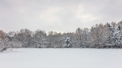 Winter forest. Botanical Garden. Evening.