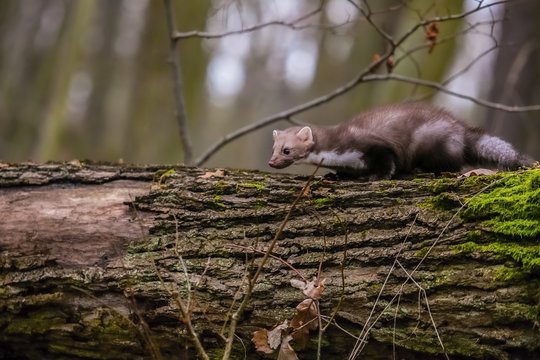 A brown colored white breasted marten, Martes foina, with fluffy fur, black eyes and pink nose climbing on an old piece of tree trunk covered with green moss in a forest, blurry background
