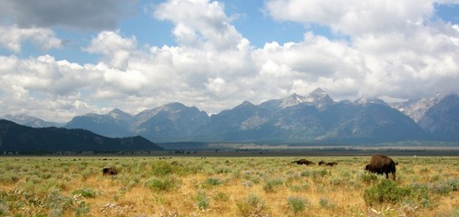 landscape Teton with bizon, mountains and clouds © Marjolijn