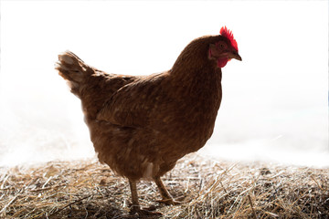 hen isolated on white background. close-up portrait seen in profile