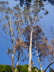 Eucalyptus trees at Kilum Forrest, Argyl and bute, scotland