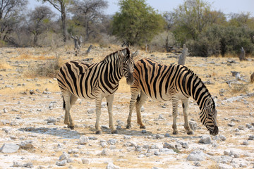Obraz premium Zebras