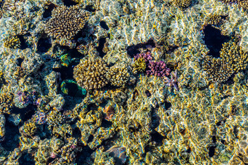 Pure clear water of coral reef in the Red Sea. Rest in Sharm el Sheikh, Egypt