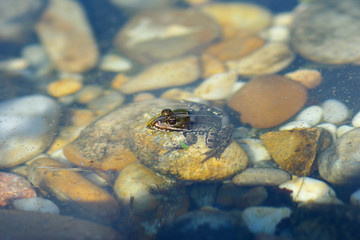 Frog in the lake