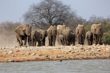 Elefantenherde © Andreas Edelmann