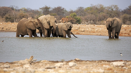 Obraz na płótnie Canvas Elefanten am Wasserloch Klein Namutoni