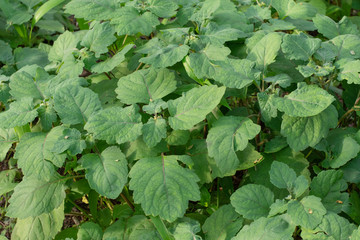  Patchouli oil leaves