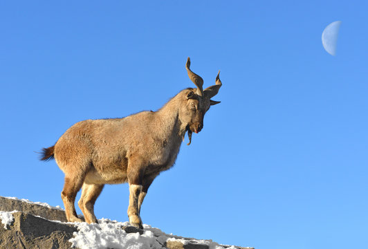 Markhor (Capra falconeri), male, on background of moon in winter