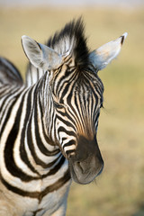 Obraz na płótnie Canvas Zebra Baby