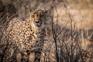 Tame Cheetah