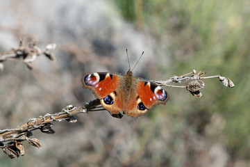 Nymphalidae / Tavus Kelebeği / / Inachis io