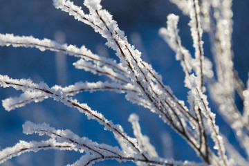 frozen branches covered with frost