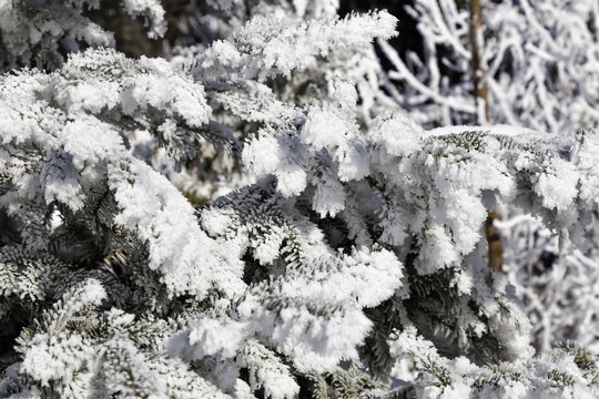 Coniferous branches in the snow.
