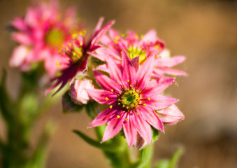 Obraz premium pink sempervivum macro
