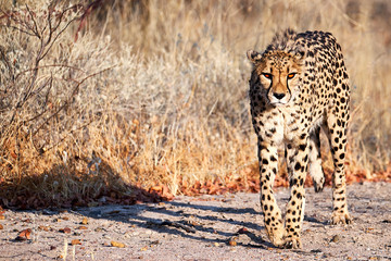 Tame Cheetah