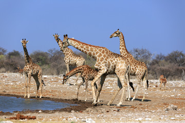 Obraz na płótnie Canvas Giraffenherde