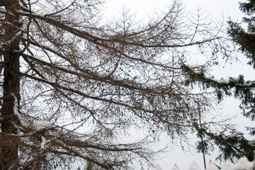 winter forest landscape