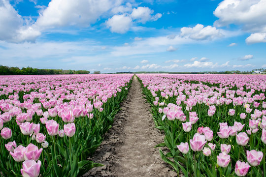 Tulips fields in Netherlands. Agricultural landscape with plantation of pink tulips. Dutch flower fields.