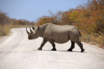 Fototapeta premium Spitzmaulnashorn