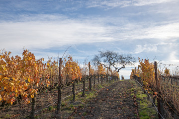 View of tree in vineyard under cirrus clouds in the Santa Barbara foothills in Central California United States
