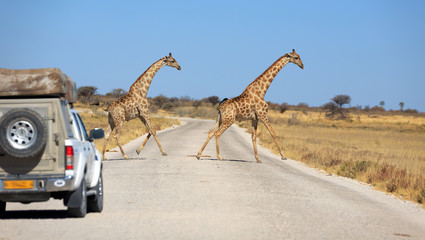 Giraffen