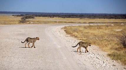 Gepard © Andreas Edelmann