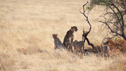 Gepardenfamilie © Andreas Edelmann