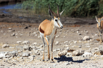 Springbock