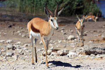 Springbock