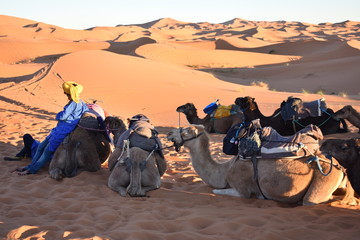 Fototapeta premium sahara