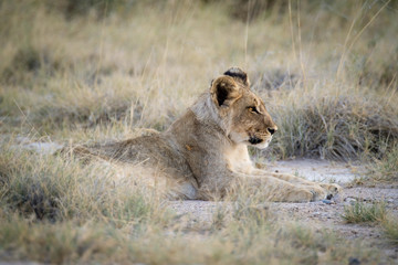 Fototapeta na wymiar Lion Cubs