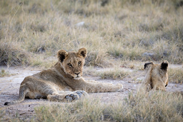 Lion Cubs
