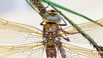 The brown hawker (Aeshna grandis)