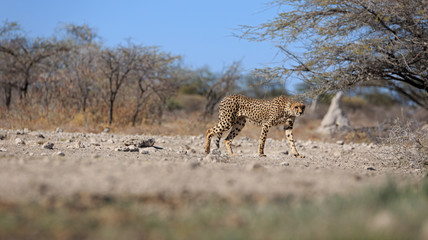 Gepard © Andreas Edelmann