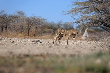 Gepard © Andreas Edelmann
