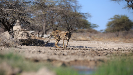 Gepard © Andreas Edelmann