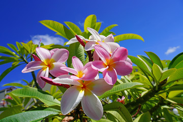 Fototapeta na wymiar Fragrant blossoms of white and pink frangipani flowers, also called plumeria and melia