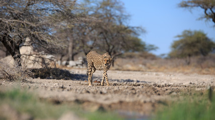 Gepard