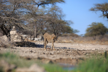 Gepard © Andreas Edelmann