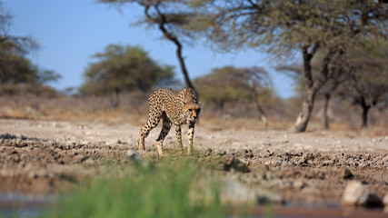 Gepard © Andreas Edelmann