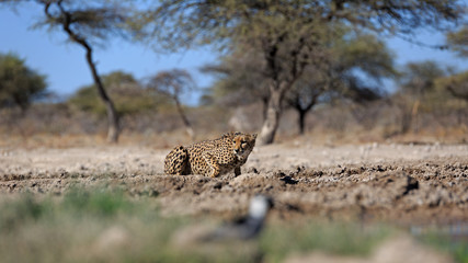 Gepard © Andreas Edelmann