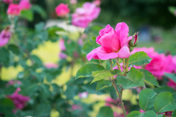 Pink single rose in beautiful blooming garden