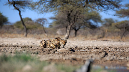 Gepard © Andreas Edelmann