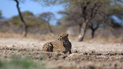 Gepard © Andreas Edelmann