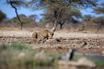 Gepard © Andreas Edelmann