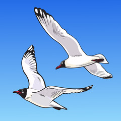 Two cartoon seagulls on a blue background. Sketch of the flying seagulls in the sky. Hand drawn vector illustration