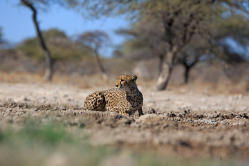 Gepard © Andreas Edelmann