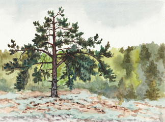 Watercolor artistic background: landscape with pine tree