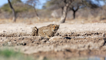Gepard © Andreas Edelmann